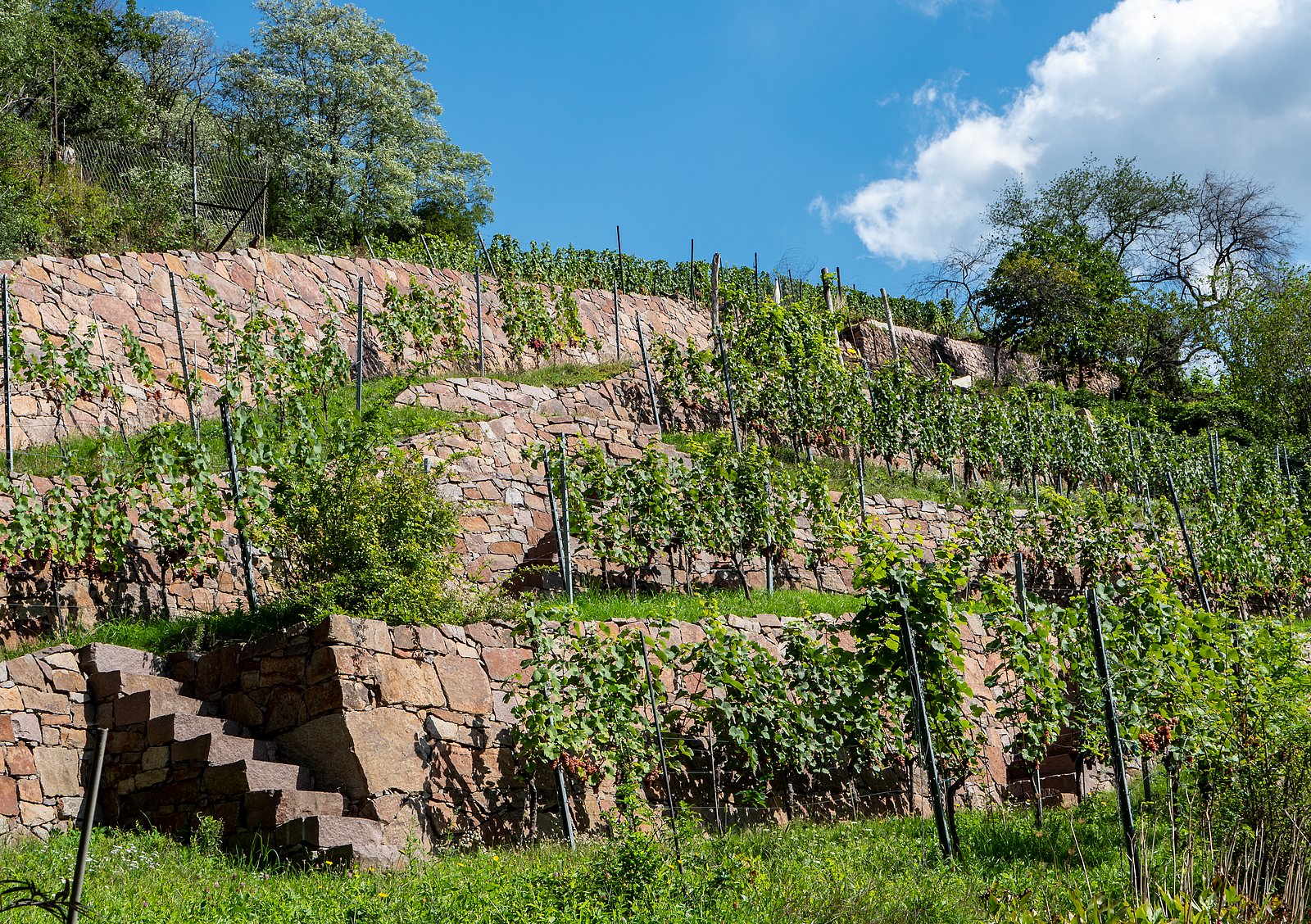 Modernes Webdesign-Konzept mit Weinböhla-Bezug Modernes Webdesign-Konzept mit Weinböhla-Bezug